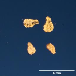 SEED