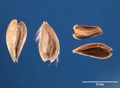 Click for 2 image(s) for this accession. SEED