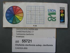 Click for 1 image(s) for this accession. SEED