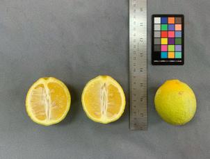 FRUIT