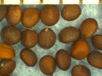column SEED