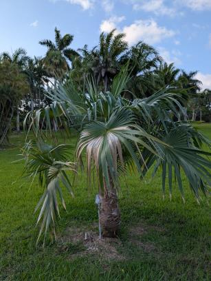 PLANT