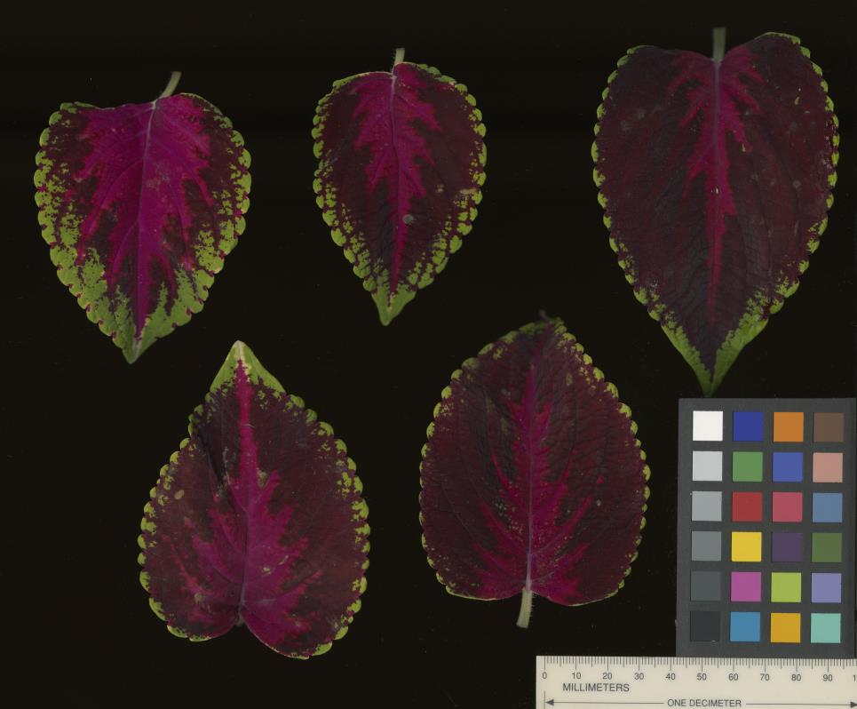 column LEAF