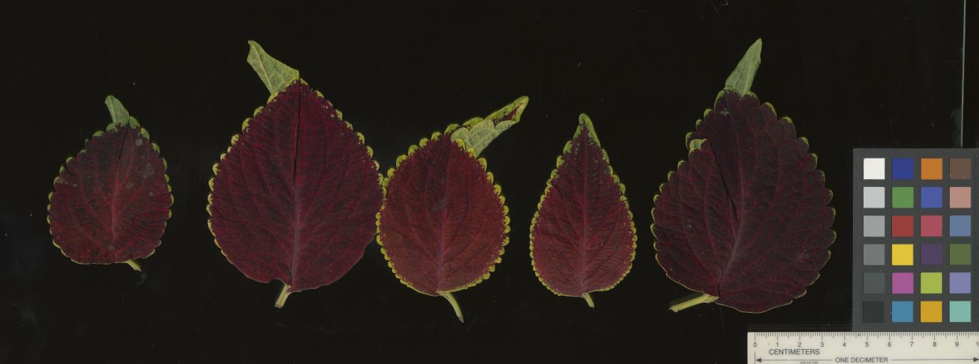 column LEAF