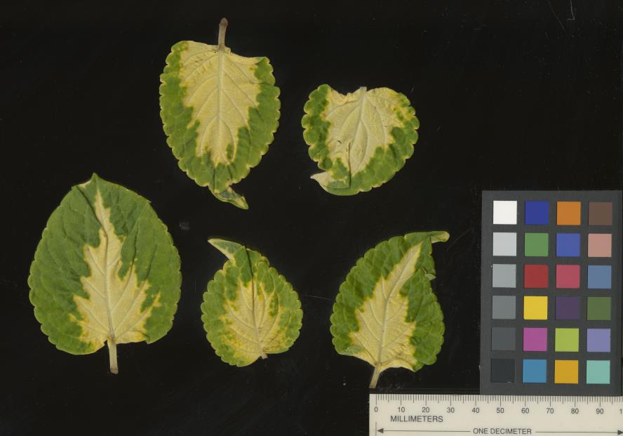 column LEAF