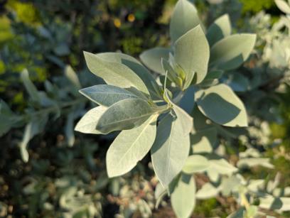 column LEAF