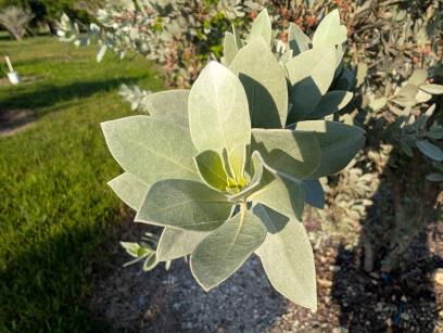 column LEAF
