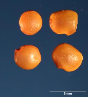 Click for 2 image(s) for this accession. SEED