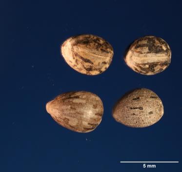 SEED