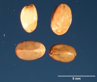 SEED