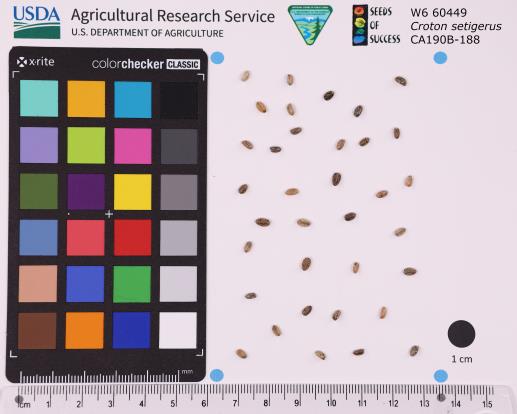 Click for 1 image(s) for this accession. SEED