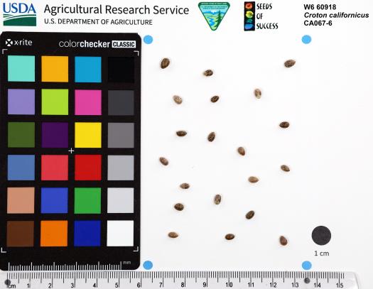 SEED