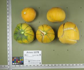 column FRUIT