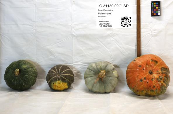 column FRUIT