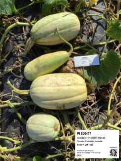 Click for 8 image(s) for this accession. FRUIT
