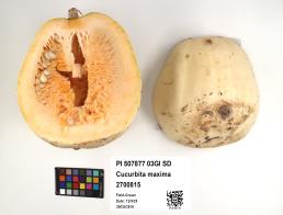 Click for 4 image(s) for this accession. FRUIT