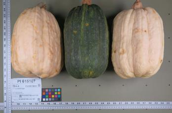 column FRUIT