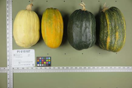 column FRUIT