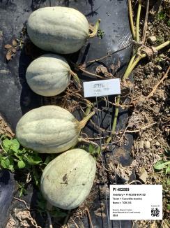 Click for 9 image(s) for this accession. FRUIT