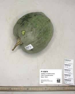 column FRUIT