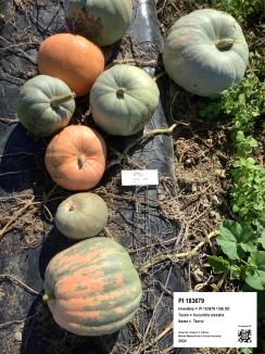 Click for 8 image(s) for this accession. FRUIT