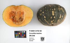 Click for 3 image(s) for this accession. FRUIT