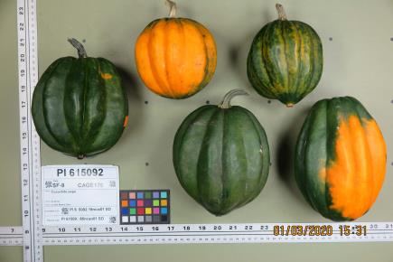 column FRUIT