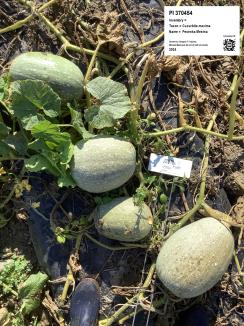 Click for 7 image(s) for this accession. MISCELLANEOUS