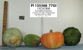Click for 1 image(s) for this accession. Image