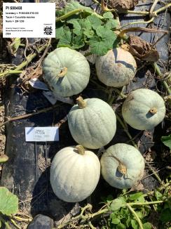 column FRUIT