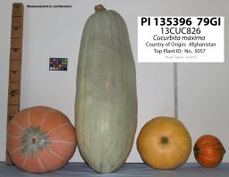 Click for 1 image(s) for this accession. Image