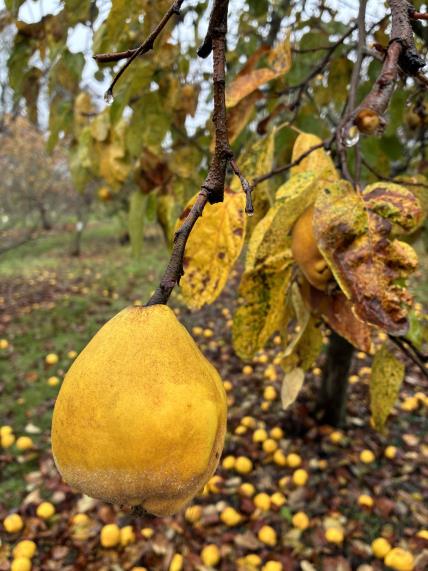 Click for 4 image(s) for this accession. FRUIT