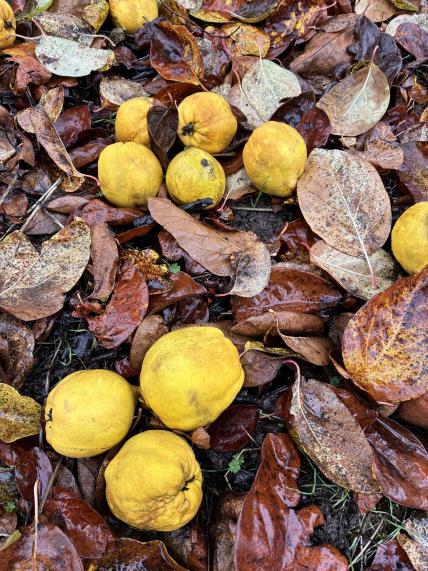 column FRUIT