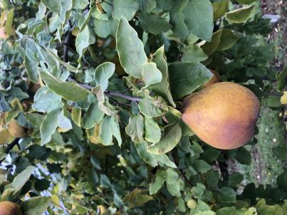 column FRUIT