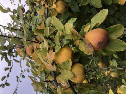 column FRUIT