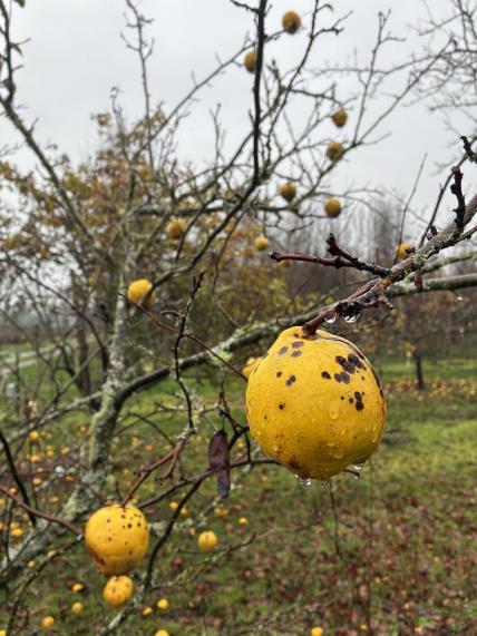 column FRUIT