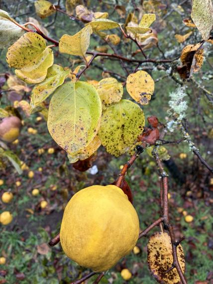 Click for 3 image(s) for this accession. FRUIT