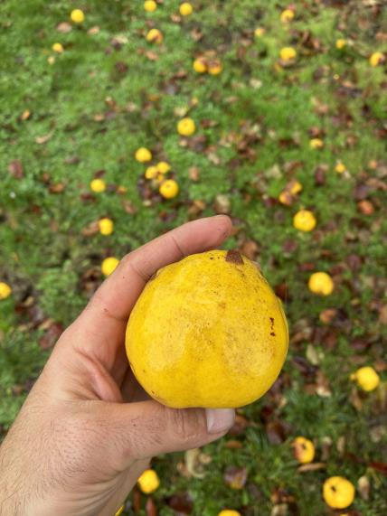 Click for 4 image(s) for this accession. FRUIT
