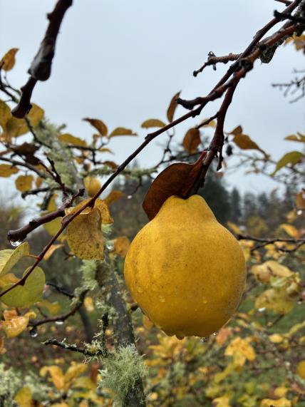 column FRUIT