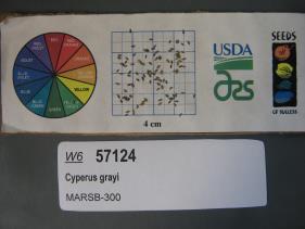 Click for 1 image(s) for this accession. SEED
