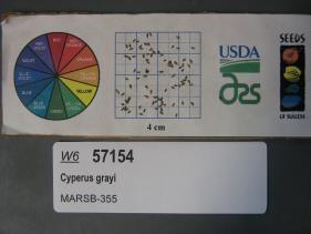 Click for 1 image(s) for this accession. SEED