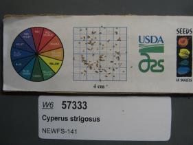 Click for 1 image(s) for this accession. SEED