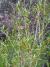 column BRANCH