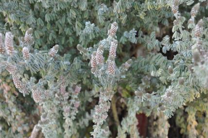 Click for 5 image(s) for this accession. Flower
