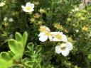 column FLOWER