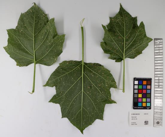 column LEAF