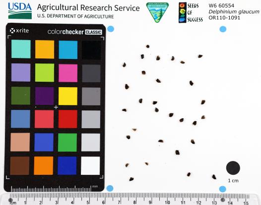 Click for 1 image(s) for this accession.