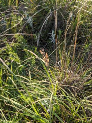 column HABITAT