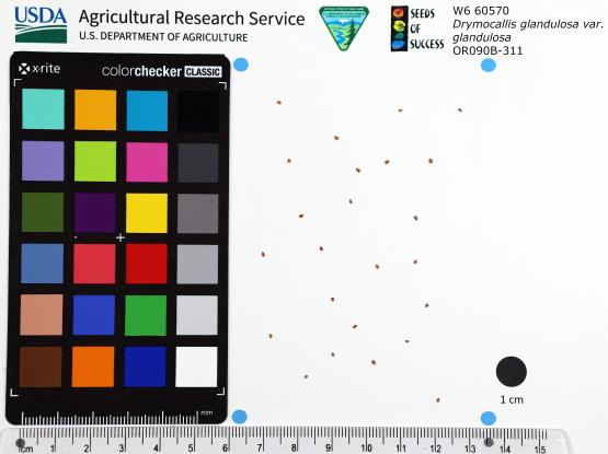 Click for 1 image(s) for this accession. SEED
