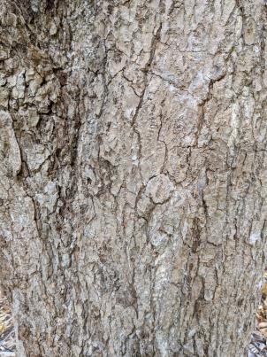 Bark